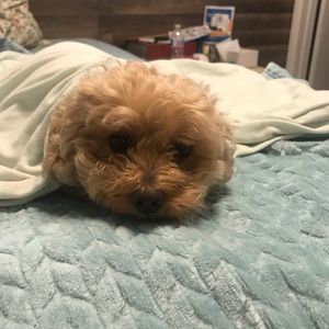 Meet your Posher, Pat